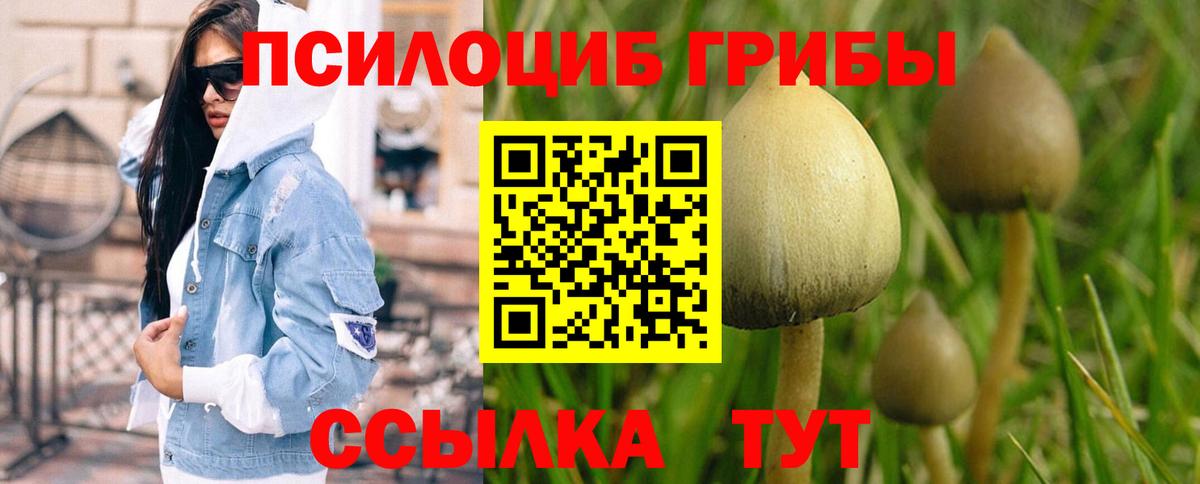 Галлюциногенные грибы Psilocybine cubensis Балтийск